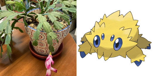 a christmas cactus next to the spider pokemon joltik